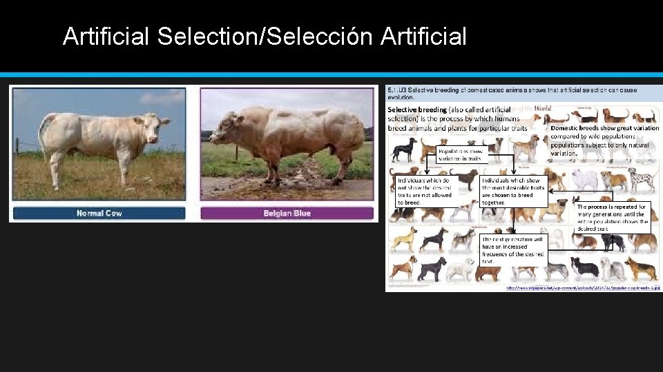 Artificial Selection/Selección Artificial 