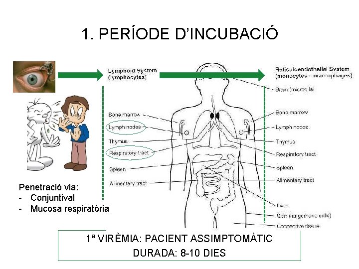 1. PERÍODE D’INCUBACIÓ Penetració via: - Conjuntival - Mucosa respiratòria 1ª VIRÈMIA: PACIENT ASSIMPTOMÀTIC