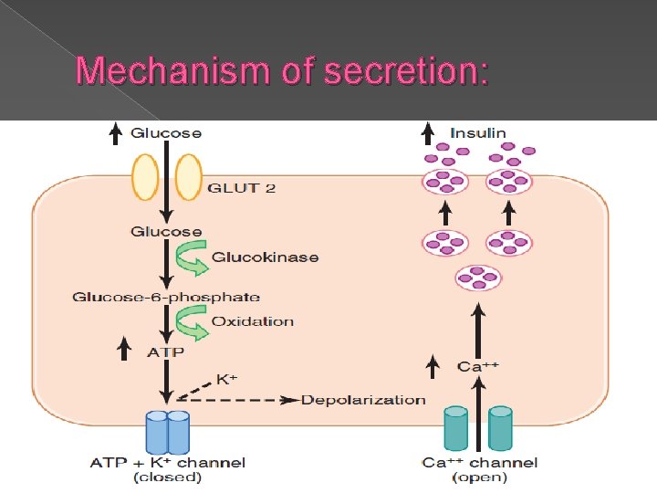 Mechanism of secretion: 