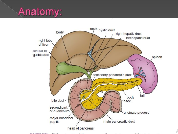 Anatomy: 