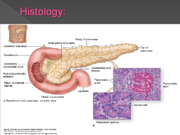 Histology: 