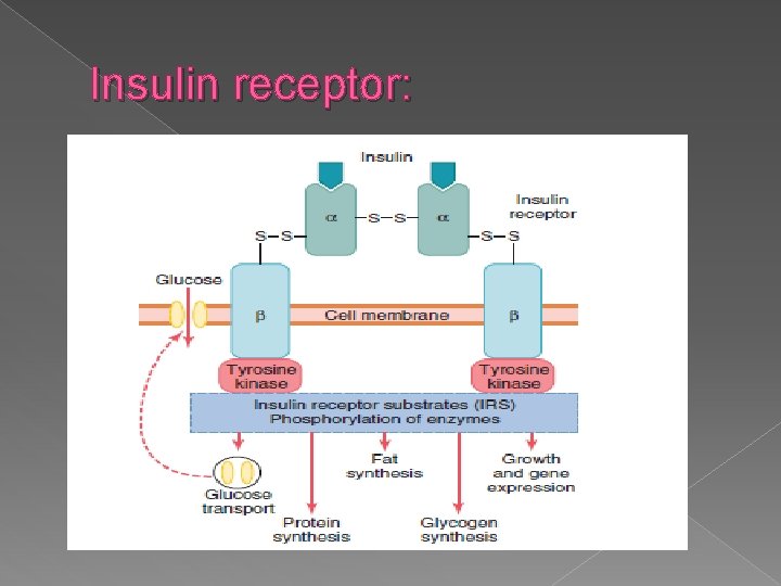 Insulin receptor: 