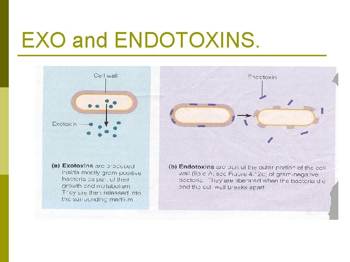 EXO and ENDOTOXINS. 