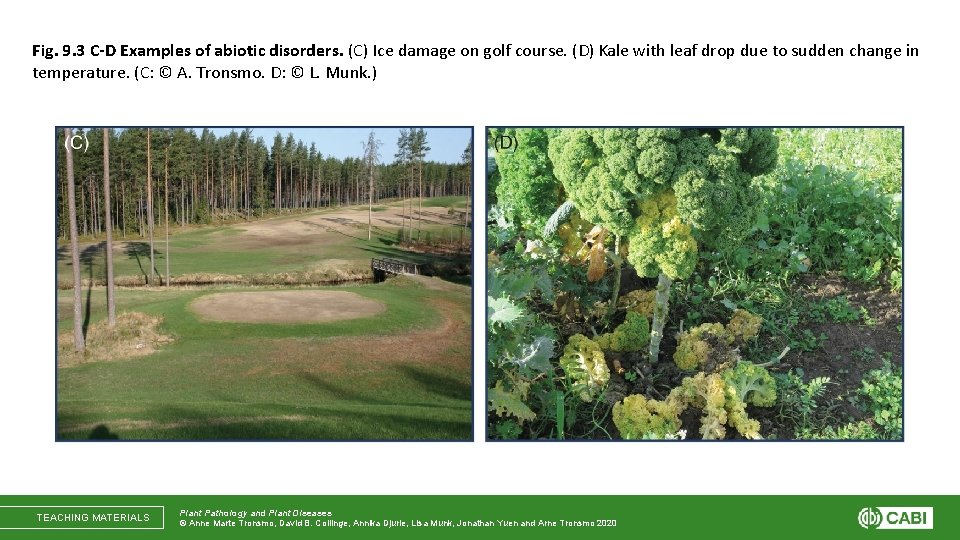 Fig. 9. 3 C-D Examples of abiotic disorders. (C) Ice damage on golf course.