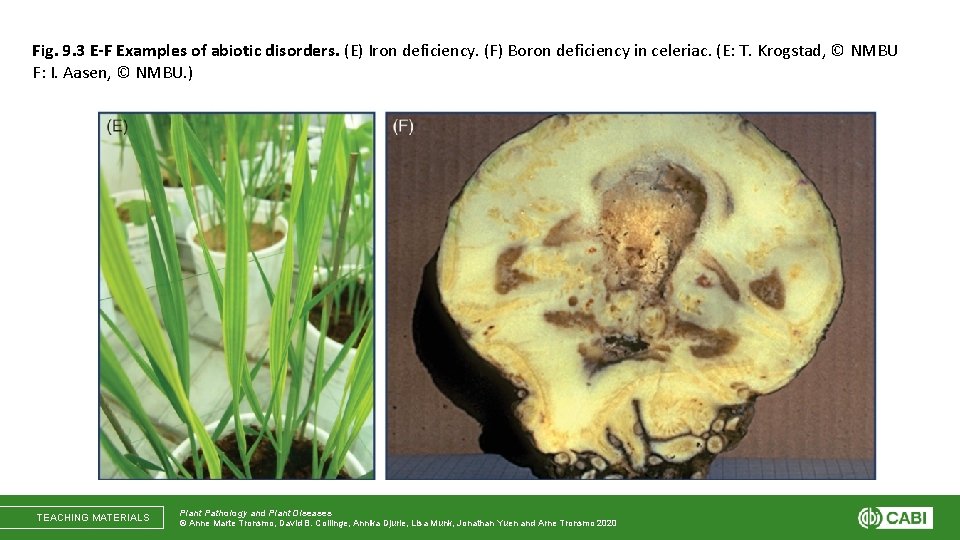 Fig. 9. 3 E-F Examples of abiotic disorders. (E) Iron deficiency. (F) Boron deficiency