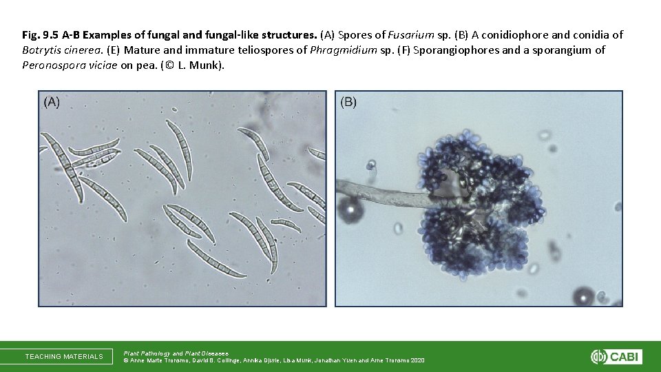 Fig. 9. 5 A-B Examples of fungal and fungal-like structures. (A) Spores of Fusarium