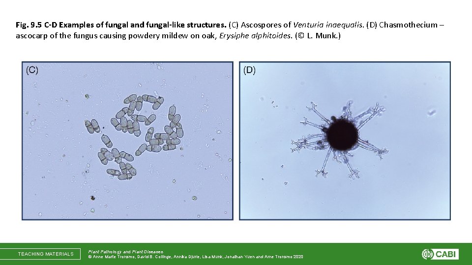 Fig. 9. 5 C-D Examples of fungal and fungal-like structures. (C) Ascospores of Venturia