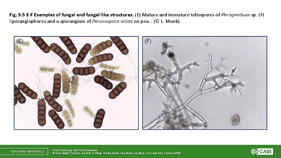 Fig. 9. 5 E-F Examples of fungal and fungal-like structures. (E) Mature and immature