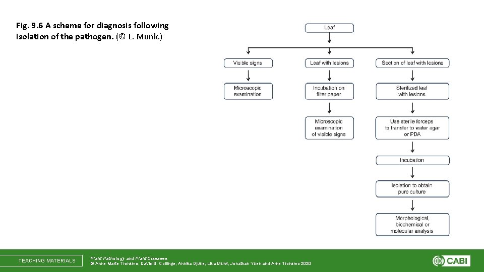 Fig. 9. 6 A scheme for diagnosis following isolation of the pathogen. (© L.