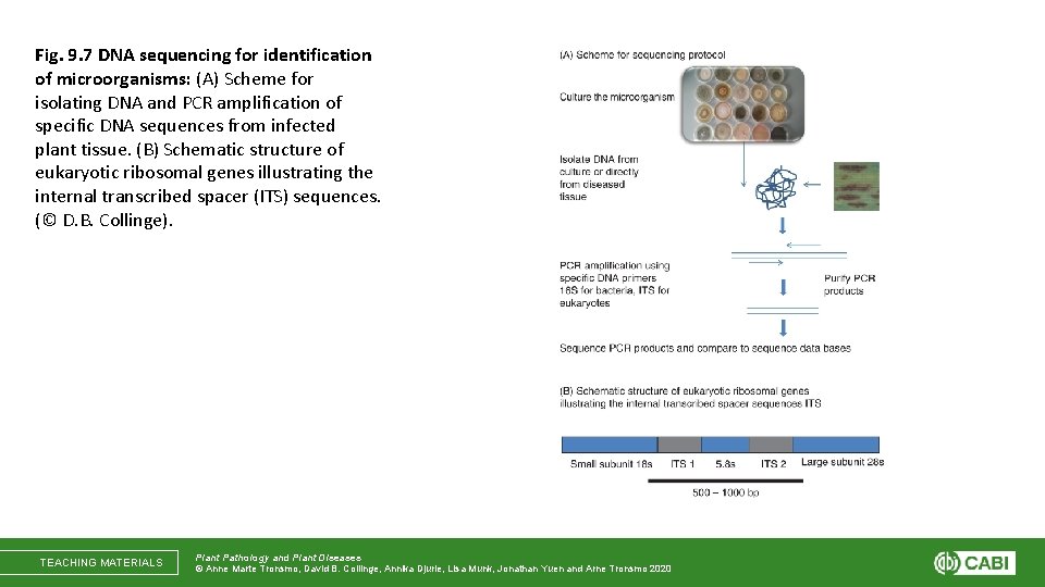 Fig. 9. 7 DNA sequencing for identification of microorganisms: (A) Scheme for isolating DNA