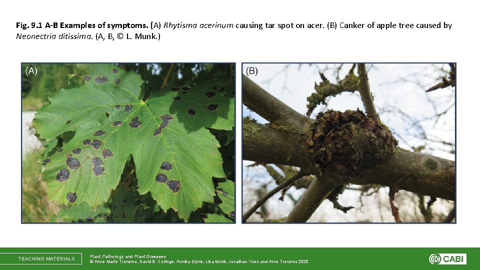 Fig. 9. 1 A-B Examples of symptoms. (A) Rhytisma acerinum causing tar spot on