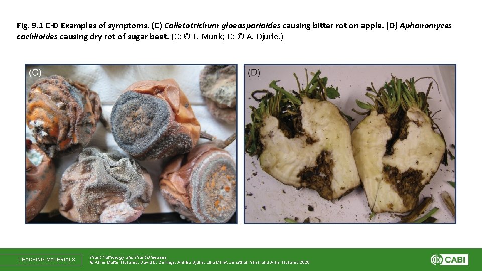 Fig. 9. 1 C-D Examples of symptoms. (C) Colletotrichum gloeosporioides causing bitter rot on