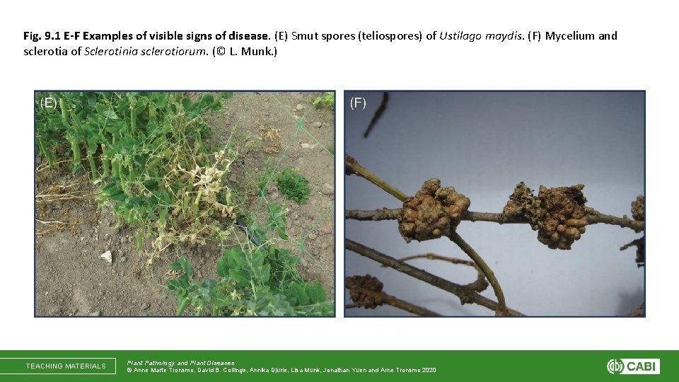 Fig. 9. 1 E-F Examples of visible signs of disease. (E) Smut spores (teliospores)