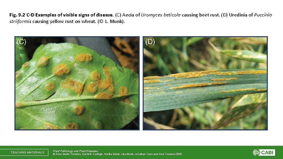 Fig. 9. 2 C-D Examples of visible signs of disease. (C) Aecia of Uromyces