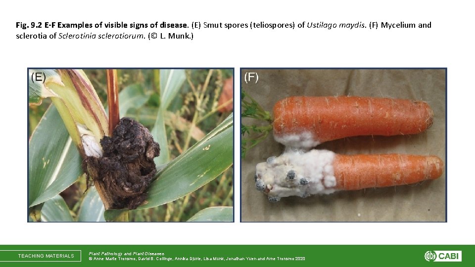 Fig. 9. 2 E-F Examples of visible signs of disease. (E) Smut spores (teliospores)