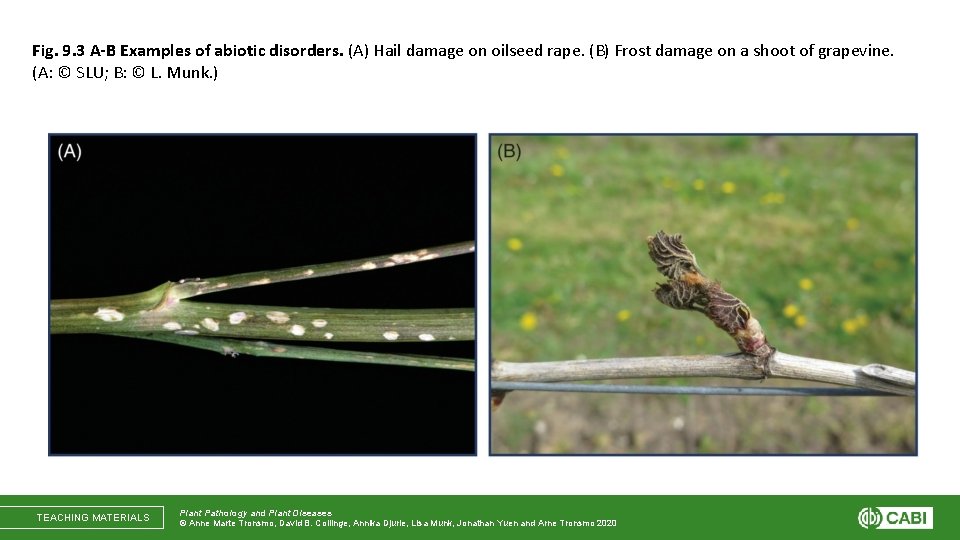 Fig. 9. 3 A-B Examples of abiotic disorders. (A) Hail damage on oilseed rape.