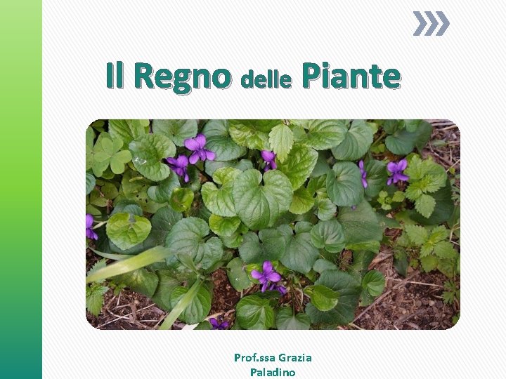 Il Regno delle Piante Prof. ssa Grazia Paladino Il Regno delle Piante Prof. ssa Grazia Paladino