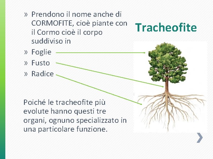 » Prendono il nome anche di CORMOFITE, cioè piante con il Cormo cioè il » Prendono il nome anche di CORMOFITE, cioè piante con il Cormo cioè il