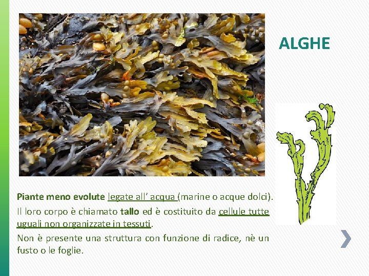 ALGHE Piante meno evolute legate all’ acqua (marine o acque dolci). Il loro corpo ALGHE Piante meno evolute legate all’ acqua (marine o acque dolci). Il loro corpo