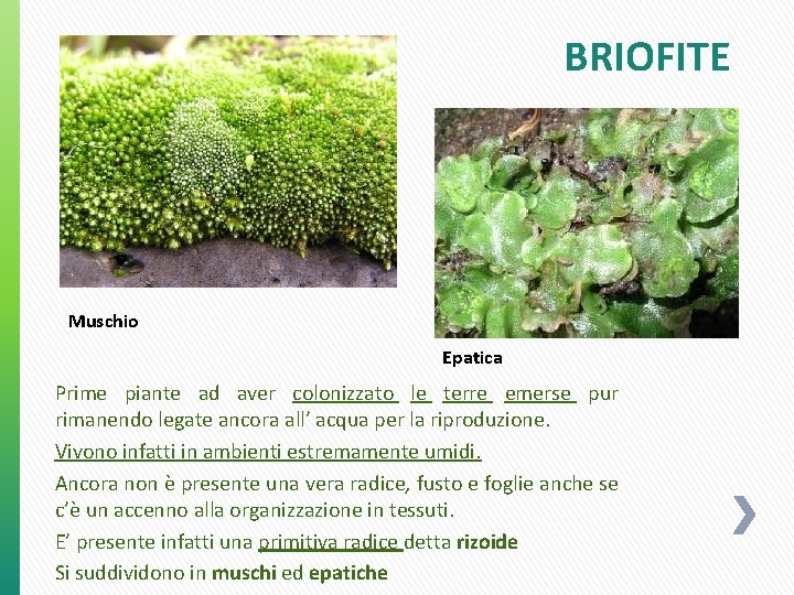 BRIOFITE Muschio Epatica Prime piante ad aver colonizzato le terre emerse pur rimanendo legate BRIOFITE Muschio Epatica Prime piante ad aver colonizzato le terre emerse pur rimanendo legate