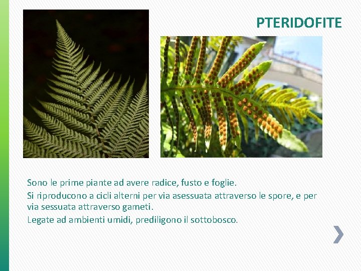 PTERIDOFITE Sono le prime piante ad avere radice, fusto e foglie. Si riproducono a PTERIDOFITE Sono le prime piante ad avere radice, fusto e foglie. Si riproducono a