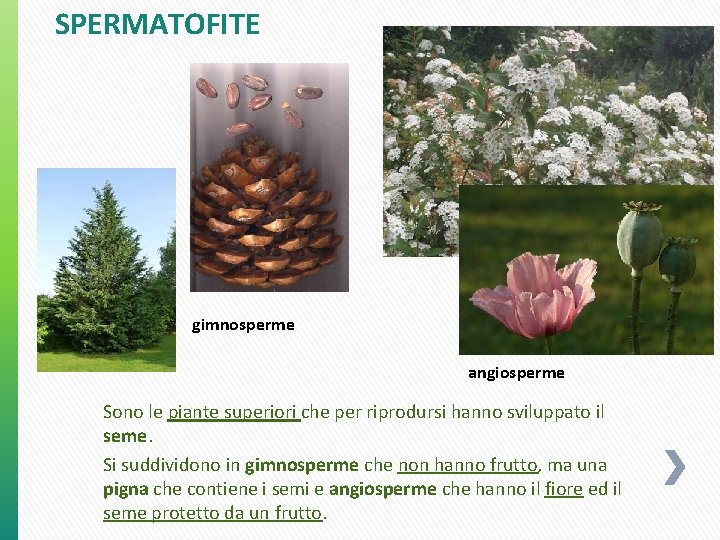 SPERMATOFITE gimnosperme angiosperme Sono le piante superiori che per riprodursi hanno sviluppato il seme. SPERMATOFITE gimnosperme angiosperme Sono le piante superiori che per riprodursi hanno sviluppato il seme.