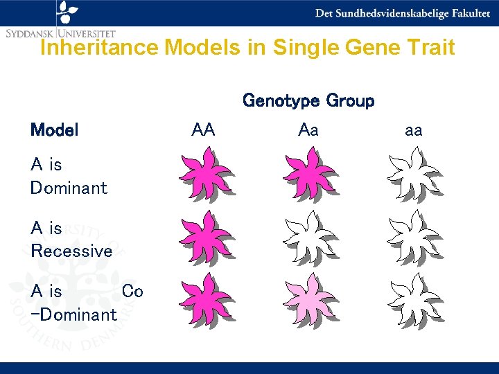 Inheritance Models in Single Gene Trait Genotype Group Model A is Dominant A is