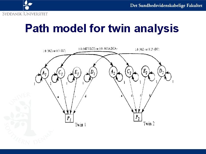Path model for twin analysis 