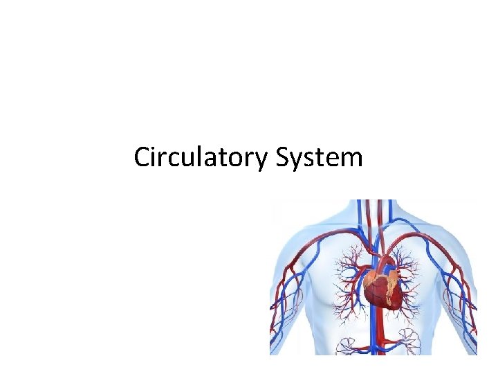 Circulatory System 