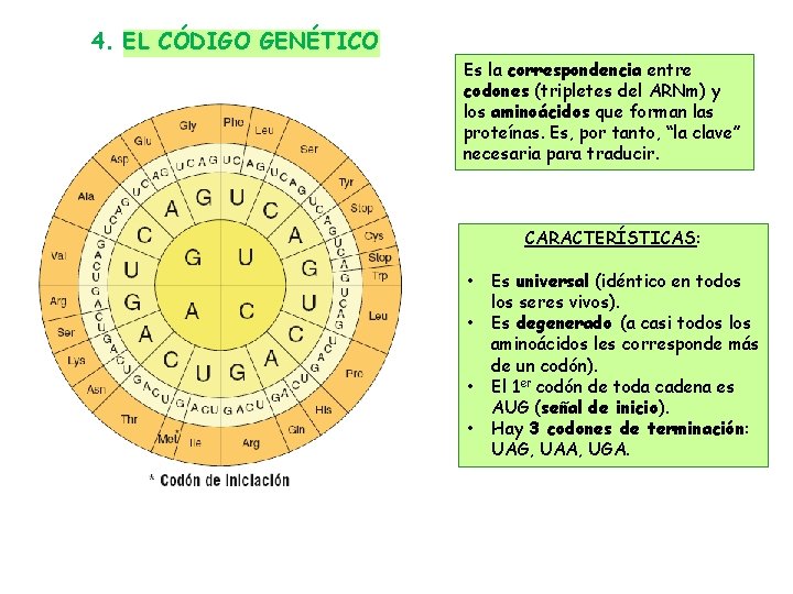 LA INFORMACIN GENTICA 1 LOS CIDOS NUCLEICOS ADN