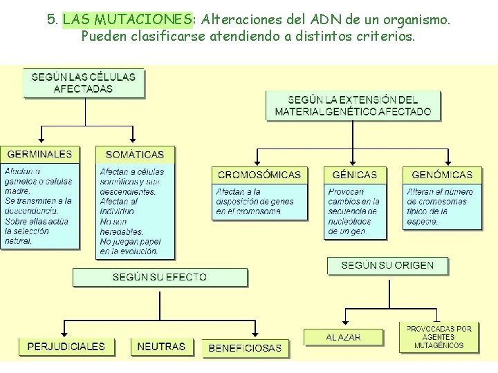 5. LAS MUTACIONES: Alteraciones del ADN de un organismo. Pueden clasificarse atendiendo a distintos