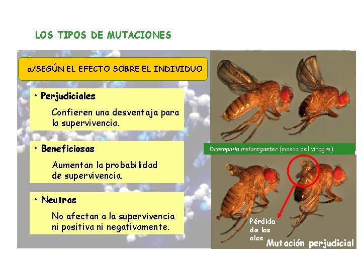 LOS TIPOS DE MUTACIONES a/SEGÚN EL EFECTO SOBRE EL INDIVIDUO • Perjudiciales Confieren una