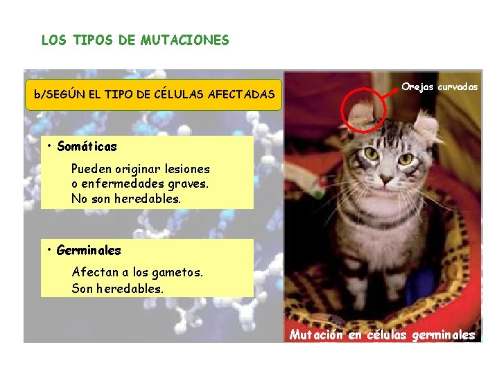 LOS TIPOS DE MUTACIONES b/SEGÚN EL TIPO DE CÉLULAS AFECTADAS Orejas curvadas • Somáticas