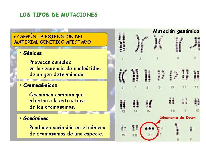 LOS TIPOS DE MUTACIONES c/ SEGÚN LA EXTENSIÓN DEL MATERIAL GENÉTICO AFECTADO Mutación genómica