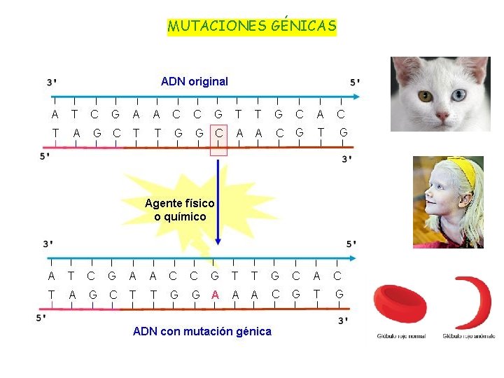 MUTACIONES GÉNICAS 