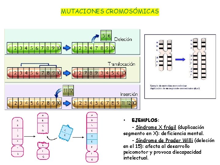 MUTACIONES CROMOSÓMICAS • EJEMPLOS: - Síndrome X frágil (duplicación segmento en X): deficiencia mental.