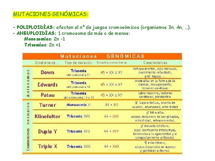 MUTACIONES GENÓMICAS: - POLIPLOIDÍAS: afectan al nº de juegos cromosómicos (organismos 3 n, 4