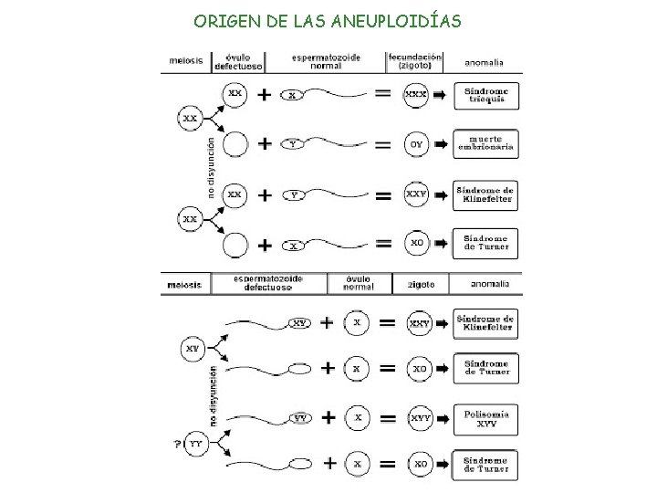 ORIGEN DE LAS ANEUPLOIDÍAS 