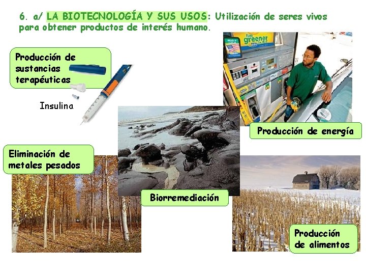 6. a/ LA BIOTECNOLOGÍA Y SUS USOS: Utilización de seres vivos para obtener productos