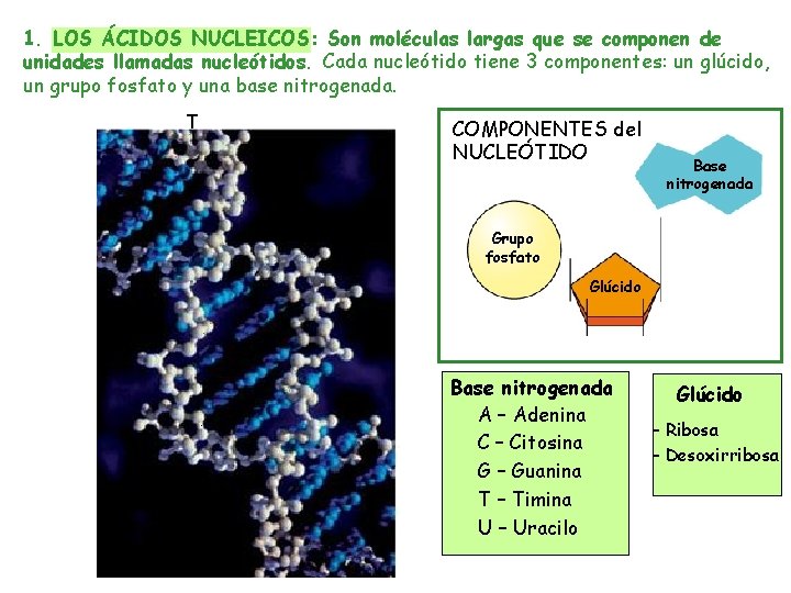 1. LOS ÁCIDOS NUCLEICOS: Son moléculas largas que se componen de unidades llamadas nucleótidos.