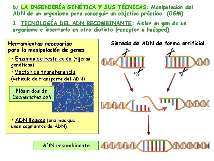 b/ LA INGENIERÍA GENÉTICA Y SUS TÉCNICAS: Manipulación del ADN de un organismo para