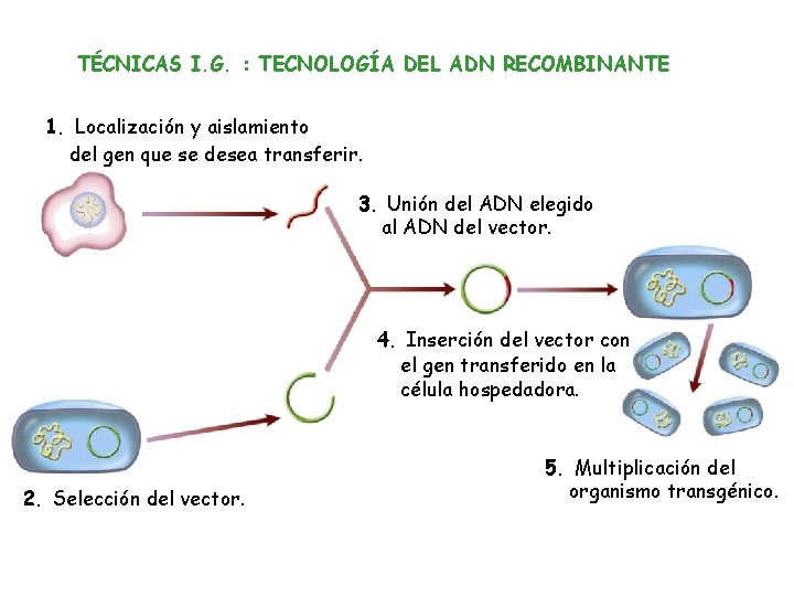 TÉCNICAS I. G. : TECNOLOGÍA DEL ADN RECOMBINANTE 1. Localización y aislamiento del gen