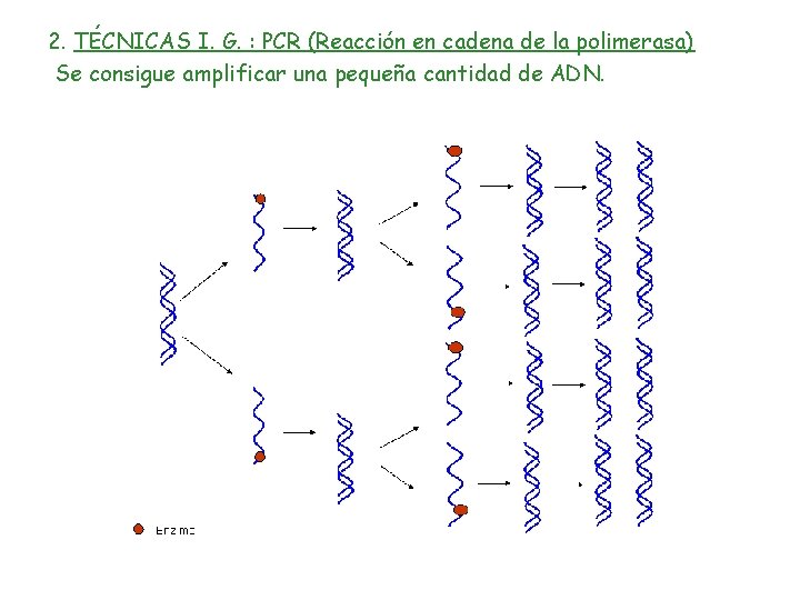 2. TÉCNICAS I. G. : PCR (Reacción en cadena de la polimerasa) Se consigue