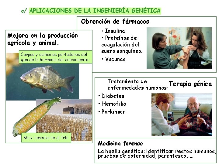 c/ APLICACIONES DE LA INGENIERÍA GENÉTICA Obtención de fármacos Mejora en la producción agrícola