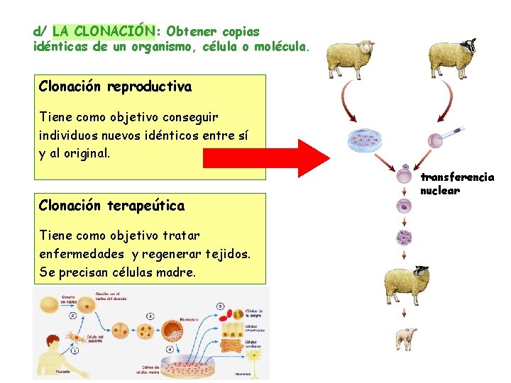 d/ LA CLONACIÓN: Obtener copias idénticas de un organismo, célula o molécula. Clonación reproductiva