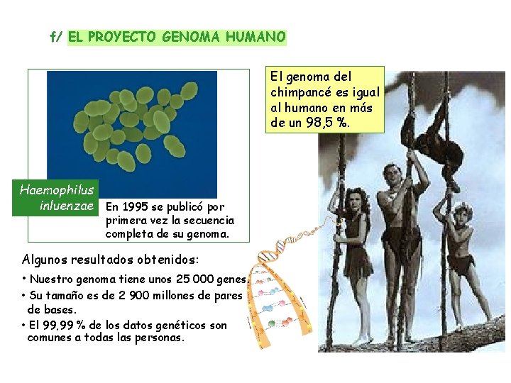 f/ EL PROYECTO GENOMA HUMANO El genoma del chimpancé es igual al humano en