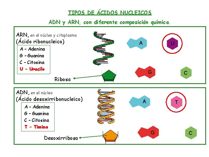 TIPOS DE ÁCIDOS NUCLEICOS ADN y ARN, con diferente composición química. ARN, en el