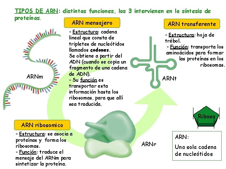 TIPOS DE ARN: distintas funciones, los 3 intervienen en la síntesis de proteínas. ARN