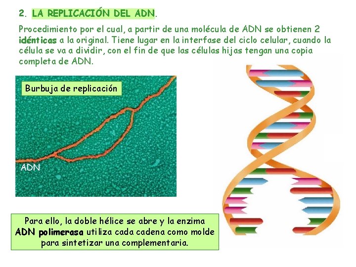 2. LA REPLICACIÓN DEL ADN. Procedimiento por el cual, a partir de una molécula