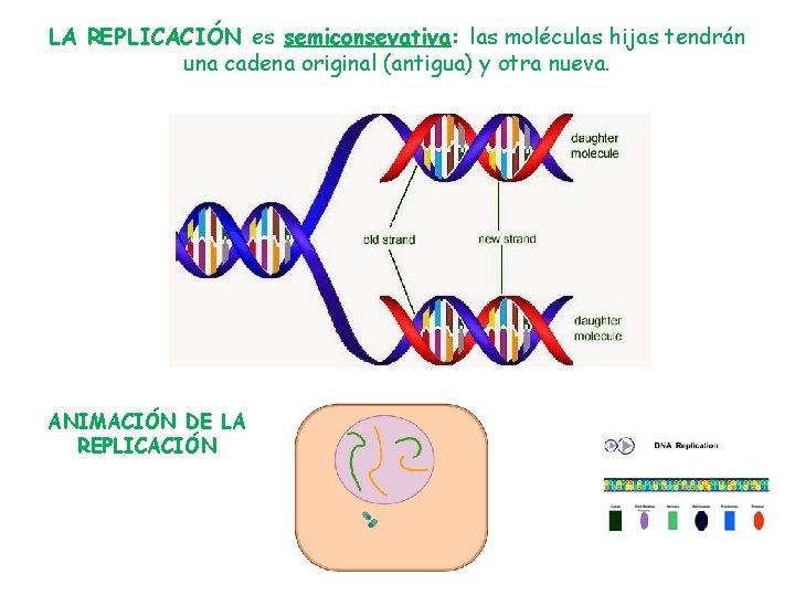 LA REPLICACIÓN es semiconsevativa: las moléculas hijas tendrán una cadena original (antigua) y otra